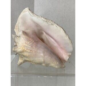 Decorative Extra Large Queen Ocean Pink Conch Seashell Shells 10.5” Natural 4+lb